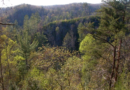 Scenic overlook to Rock Creek spring foliage.