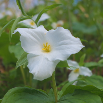 Spring Wildflowers along the Red River