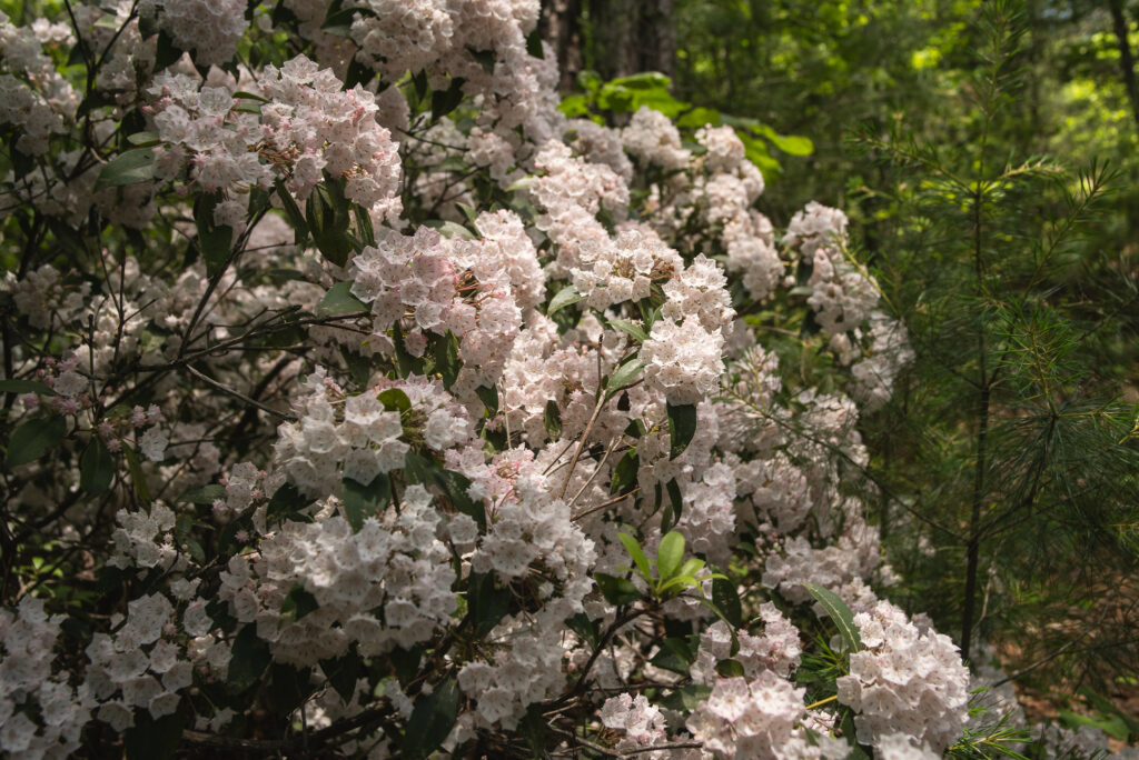 Mountain laurel on the Sheltowee Trace